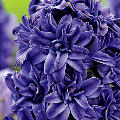 Royal Navy Hyacinth