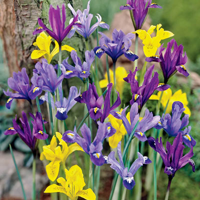 Early Royal Dwarf Iris Mixture