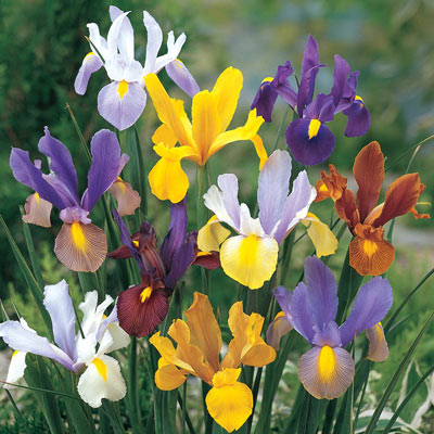 Beauty Blend Iris Mixture