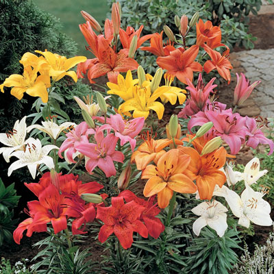 Asiatic Hybrid Lily Mixture