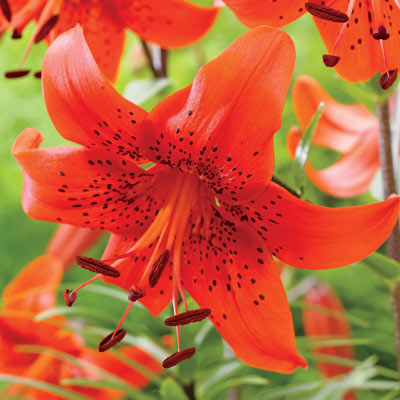 Red Life Tiger Lily