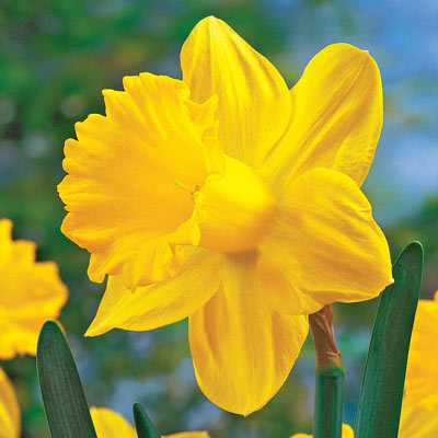 Dutch Master Daffodil