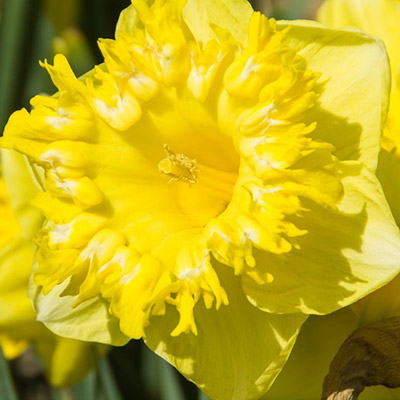 Snowtip Daffodil