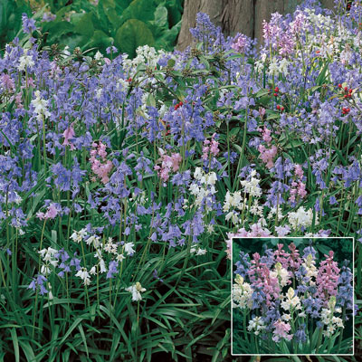 Wood Hyacinth Mixture