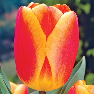 Apeldoorn Elite Perennial Tulip