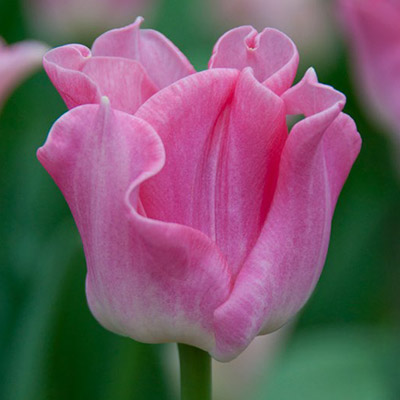 Crown of Dynasty Tulip