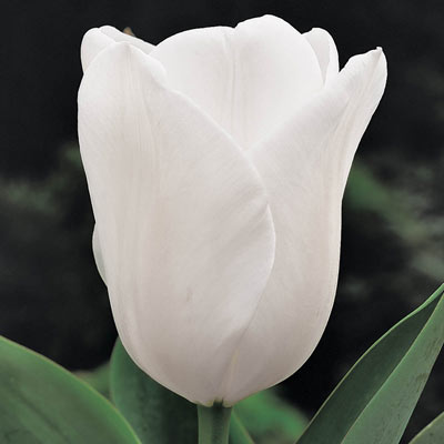 White Emperor Tulip
