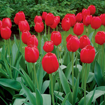 Red Impression Tulips Estate