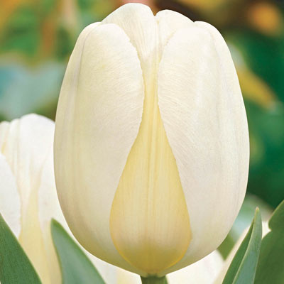Ivory Floradale Perennial Tulip