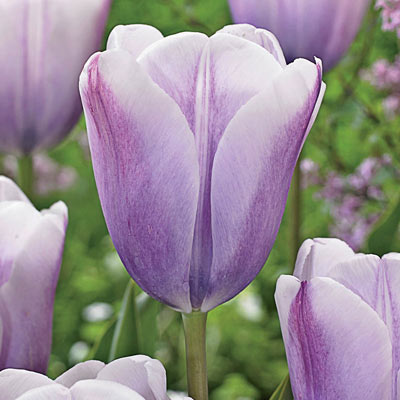 Lilac Love Tulip