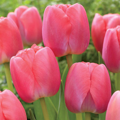 Pink Pride Tulip