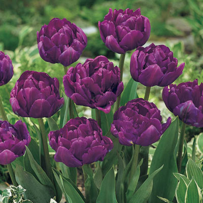 Royal Acres Tulip