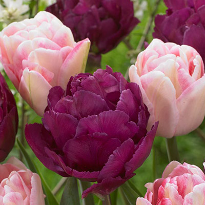 Royal Beauty Tulip Mixture