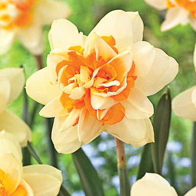 Peach Cobbler Daffodil