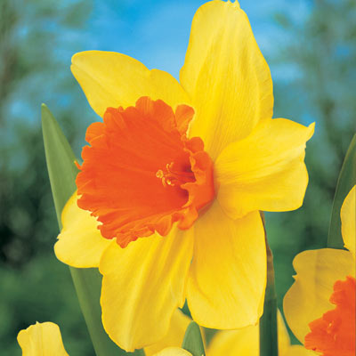Fortissimo Daffodil