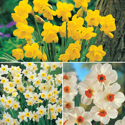 Daffodil Bonanza Collection