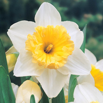 Naturalizing Daffodil Collection
