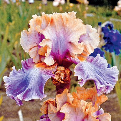 Select Bearded Iris Collection