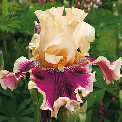 Extended Bloom Iris Collection