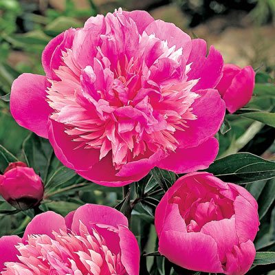 Fragrant Double Peony Collection