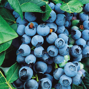 Bluecrop Premium Blueberry