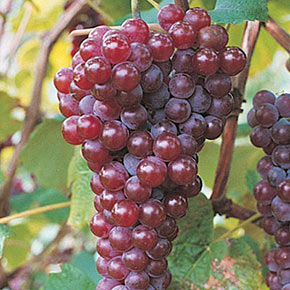 Red Canadice Seedless Grape
