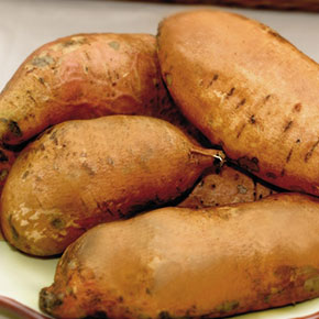 Centennial Sweet Potato
