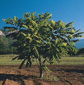American Butternut Tree