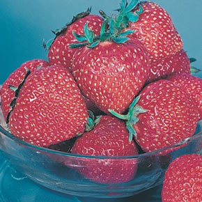 Honeoye Strawberry
