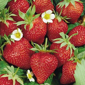 Ozark Beauty Strawberry