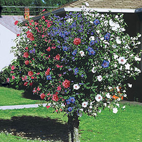 3-N-1 Rose of Sharon Tree