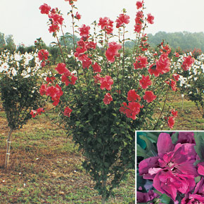 Red Tree Rose Of Sharon
