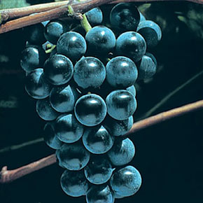 Everest Seedless Grape