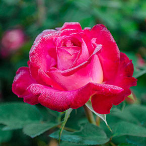 Dick Clark Jumbo Grandiflora Rose