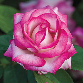 Miss Congeniality™ Jumbo Grandiflora Rose