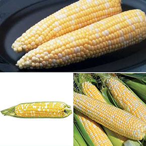 Corn Lovers Seed Combination