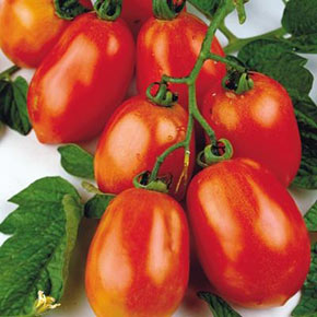 Tomato Lovers
