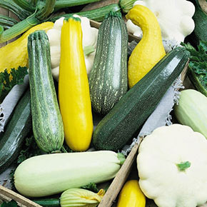 Squash Lovers Seed Combination