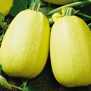 Squash Lovers Seed Combination