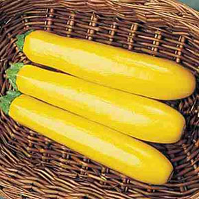 Squash Lovers Seed Combination