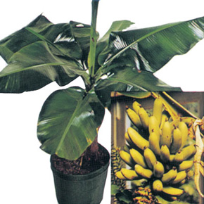Dwarf Banana Plant