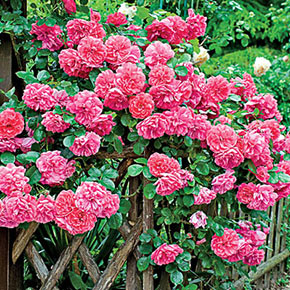 America Climbing Rose