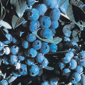 Jersey Blueberry