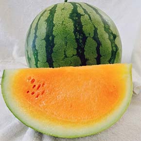 USA F1 Hybrid French Savor Melon 25-200 seeds