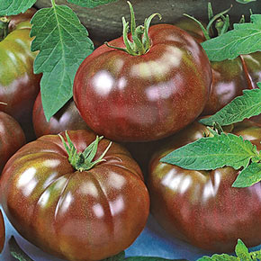 Heirloom Black F1 Tomato