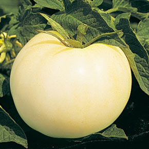 Great White Tomato