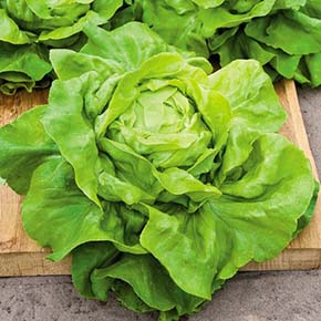 Buttercrunch Lettuce