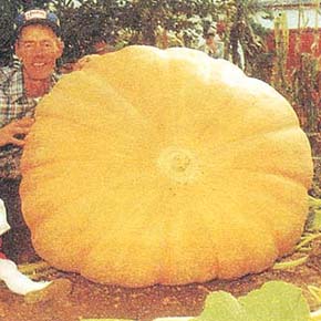 Dill's Atlantic Giant Pumpkin