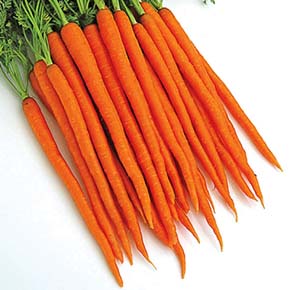 Sugar Snax 54 Carrot