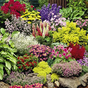 Perennial Garden Bargain